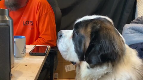 Working dogs- St. Bernard helping out