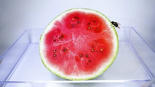Juicy Watermelon Rotting Timelapse