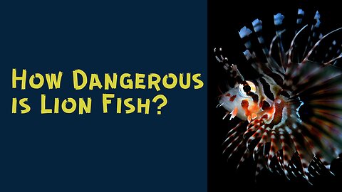 How dangerous is Lionfish?