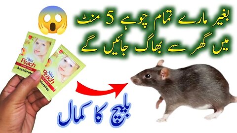 Chuhe baghane ka tarika | get rid of mouse | Rat killer trick | rat killer | kitchen tips