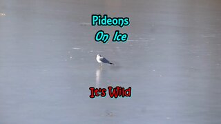 Pigeons On Ice