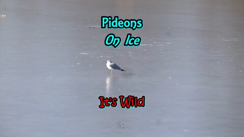 Pigeons On Ice