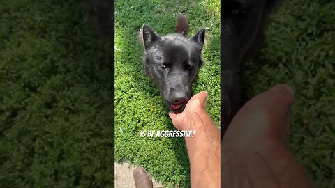 Ragnar the Lycan Shepherd eating his breakfast. But does he ever bite me by mistake? 🐺🍗👍🏻