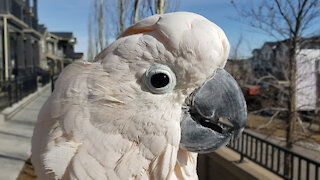 Cockatoo demonstrates his flawless chicken impression