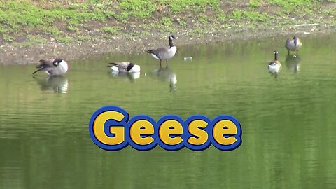 Ducks And Geese At The Pond! 🦆