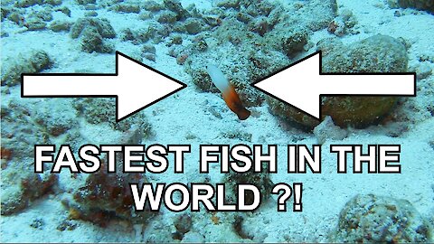 Is this the fastest fish in the world?