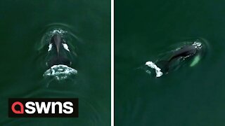 Breathtaking drone footage shows a humpback whale coming up for air in Scotland