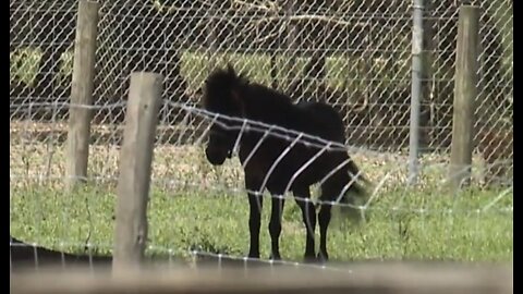 Okeechobee County detectives trying to find the owner of neglected horses on property littered with skeletal remains