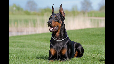 Leashed Doberman learning to behave around other Dogs