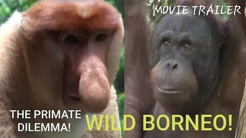 WILD BORNEO! #borneo #orangutan #monkeys #apes #hummingbird #funnymonkeys #birdwatching #travel