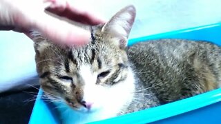 Cat ASMR for Sleep