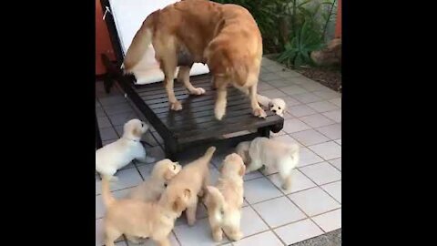 NewBorn Golden Retriever Puppies | So Adorable🥰️|Shorts