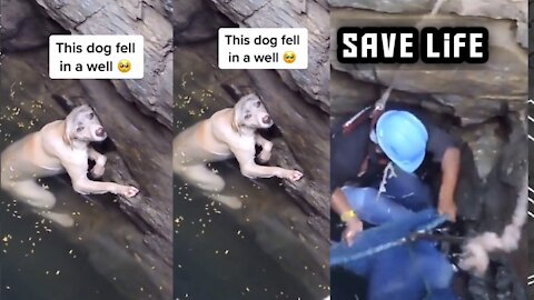 Dog 🐕 Save a Life rescue Team√|love ❤️ heart Video