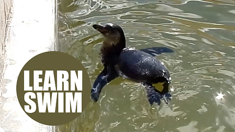 A tiny little penguin has started swimming lessons after they were neglected by their parents