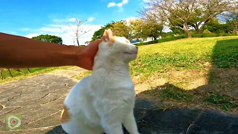 The stray cats waiting for someone to come at the usual Azumaya are too cute