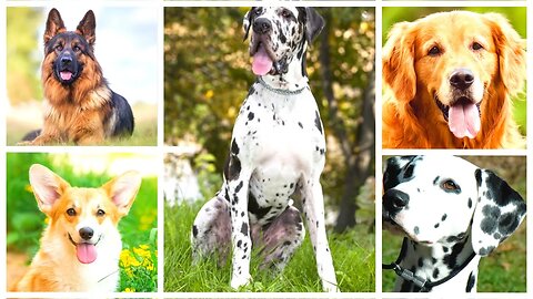 10 Curiosidades Incríveis sobre Raças de Cães