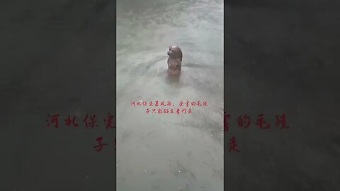 Dog trying to Save himself by Walking in the Rain