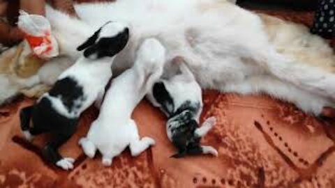 how baby rabbits feeding milk from their mother || Rabbit gives birth to baby bunnie