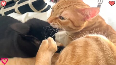 Purring Kitten Trying To Nurse On Male Cat (Suckling) 🙀😹😻