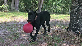 Funny Great Dane Plays With Jolly Ball Horse Toy For The First Time