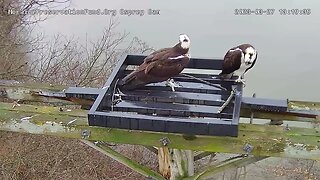 The ospreys started building their nest today Moraine State Park in Butler County, PA 3/27/2023
