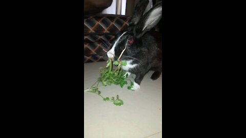 Rabbit eating food slowly slowly