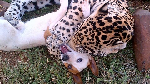 This Adorable Canine Is Best Of Friends With A Playful Big Feline