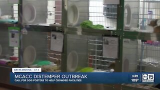 Foster families needed after distemper outbreak at Valley shelter