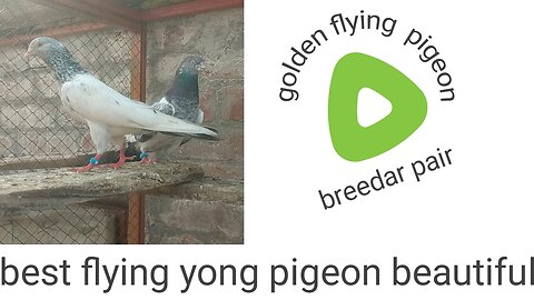 Golden beautiful breeder pair best flying pigeon