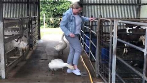 Geese attack woman in Australia