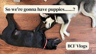 Vlog | So we're gonna have puppies......?