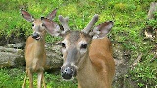 Friendly deer show up on woman's property to hang out