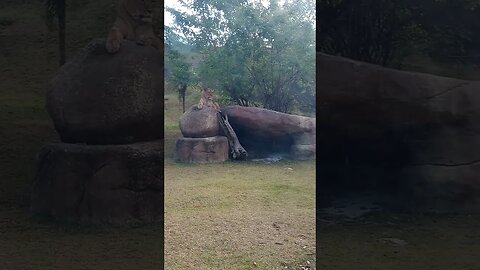 ANIMALIA PARK LEÃO E LEOA NO ANIMALIA RESERVA COTIA SP