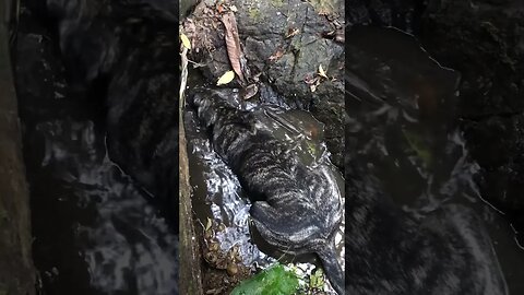 Mastiff just loves water!