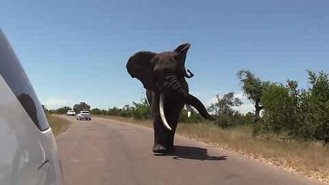 Incredible Kruger Park Elephant Sighting