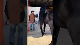 Beautiful Friesian Horse#animals #pets #horse #horoscope #friesianhorse #arabianhorse #minihorse