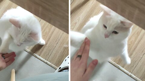 The white cat gives a high five