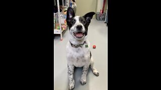 Puppy at shelter playing with stuffy toy 🧸 ❤️