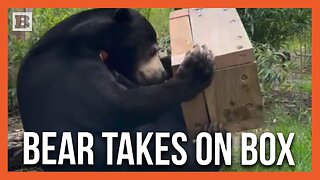 Bear Goes All Out Playing with New Box Toy Provided by Hertfordshire Zoo