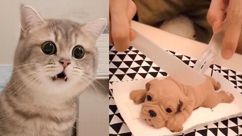 Cat Reaction to Cutting Cake Funny Dog Cake Reaction Compilation Pets