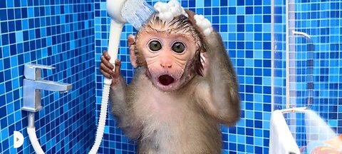 Monkey Baby Bon Bon's Aquatic Adventure! 🐵🦆 #AdorableFun