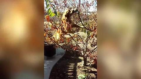Dog Jumps Into A Tree To Get A Ball