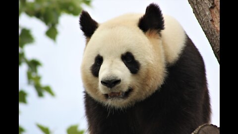 Cute Funny Pandas - Funny Pandas being Pandas