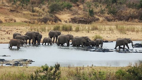Copyright Free Wildlife Stock Footage African Elephants Crossing a River