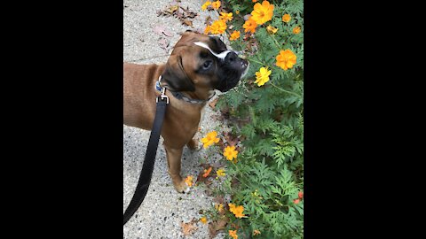 Harley the 7-month old Boxer Puppy takes on a Feather