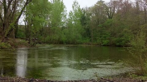 Rain falling on a calm forest pond. Relaxing sound of raindrops and birdsong sure to help you sleep