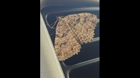 Moth in Ultra Slow Motion