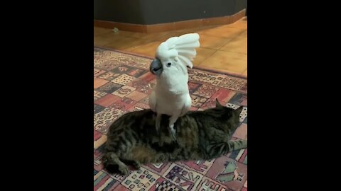 Wild Cockatoos and cat have fun 😂😂😂