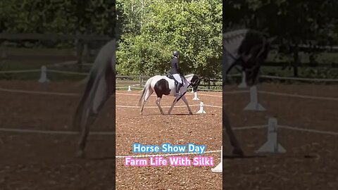 Young Mare‘s first Horse Show #horses #horseriding