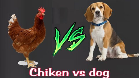 Dog vs chiken who will win